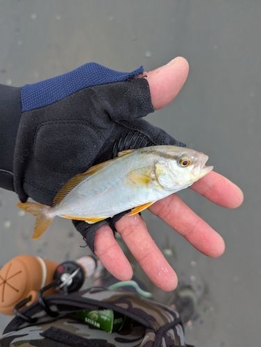 ショゴの釣果
