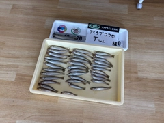 キスの釣果