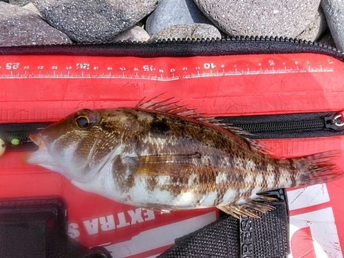 イトフエフキの釣果