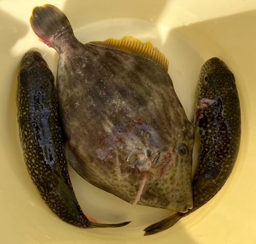 ショウサイフグの釣果