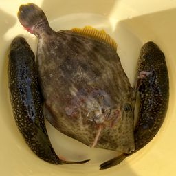 ショウサイフグ
