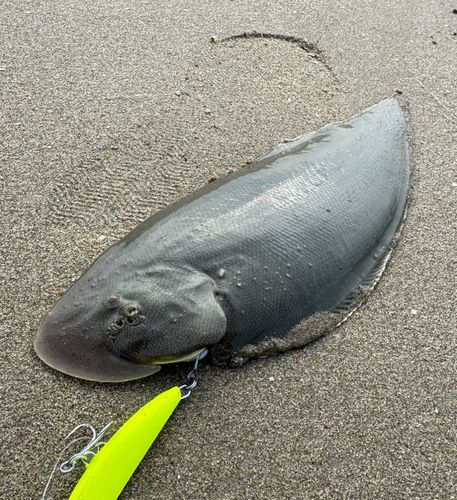 シタビラメの釣果