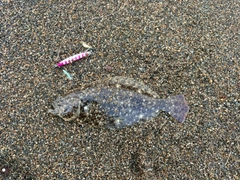 ソゲの釣果