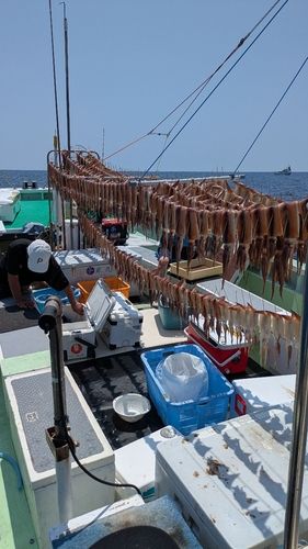 スルメイカの釣果