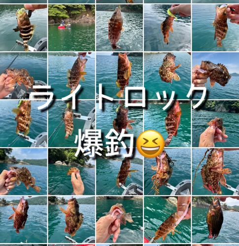 アコウの釣果