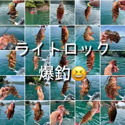 アコウ