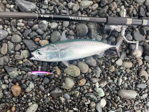 マルソウダの釣果