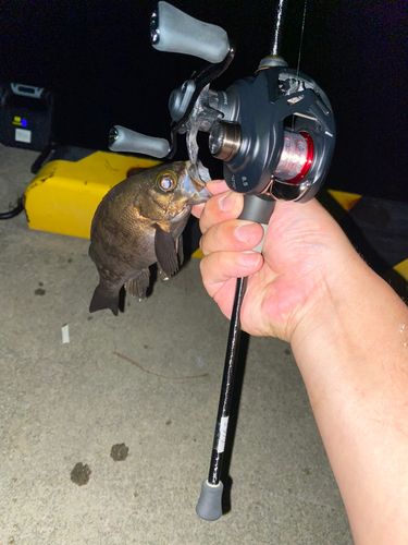 スルメイカの釣果