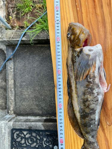 アイナメの釣果