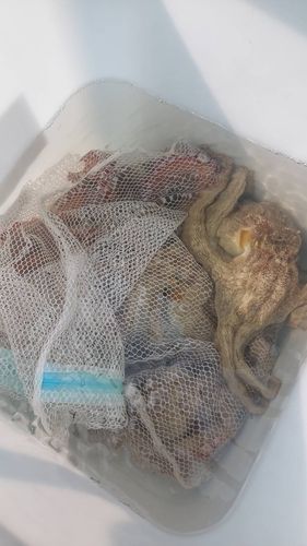 タコの釣果