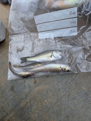 キスの釣果