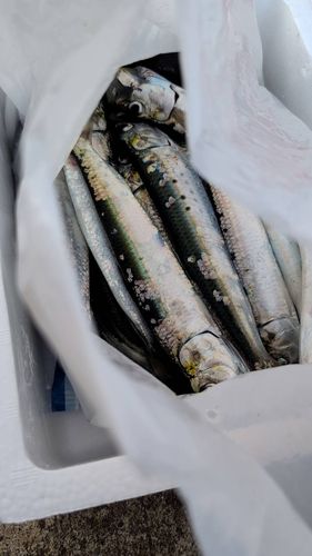 イワシの釣果