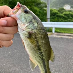 ブラックバス