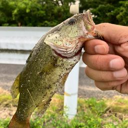 ブラックバス