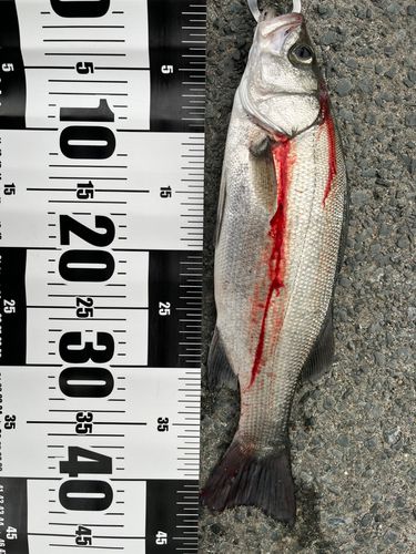 ヒラスズキの釣果