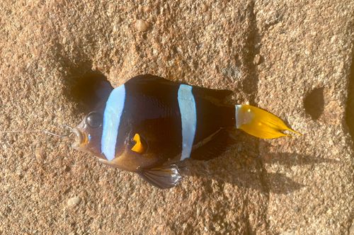 クマノミの釣果