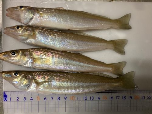 キスの釣果