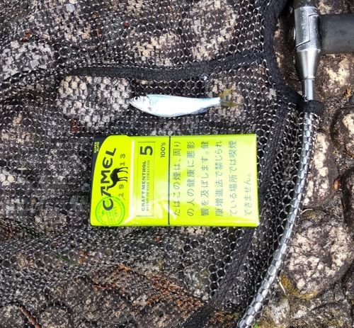 オイカワの釣果