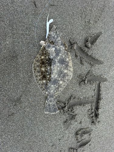ソゲの釣果