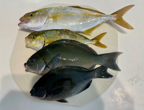 ネリゴの釣果