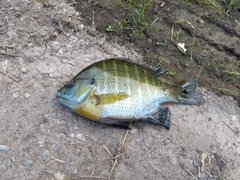 ブルーギルの釣果