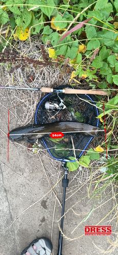ナマズの釣果