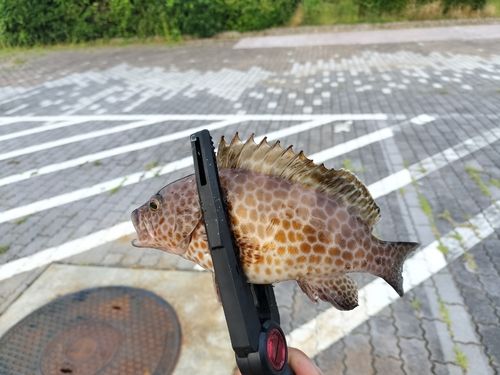 オオモンハタの釣果