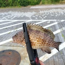 オオモンハタ
