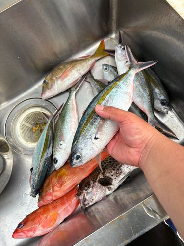 グルクンの釣果