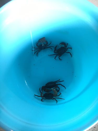 カニの釣果
