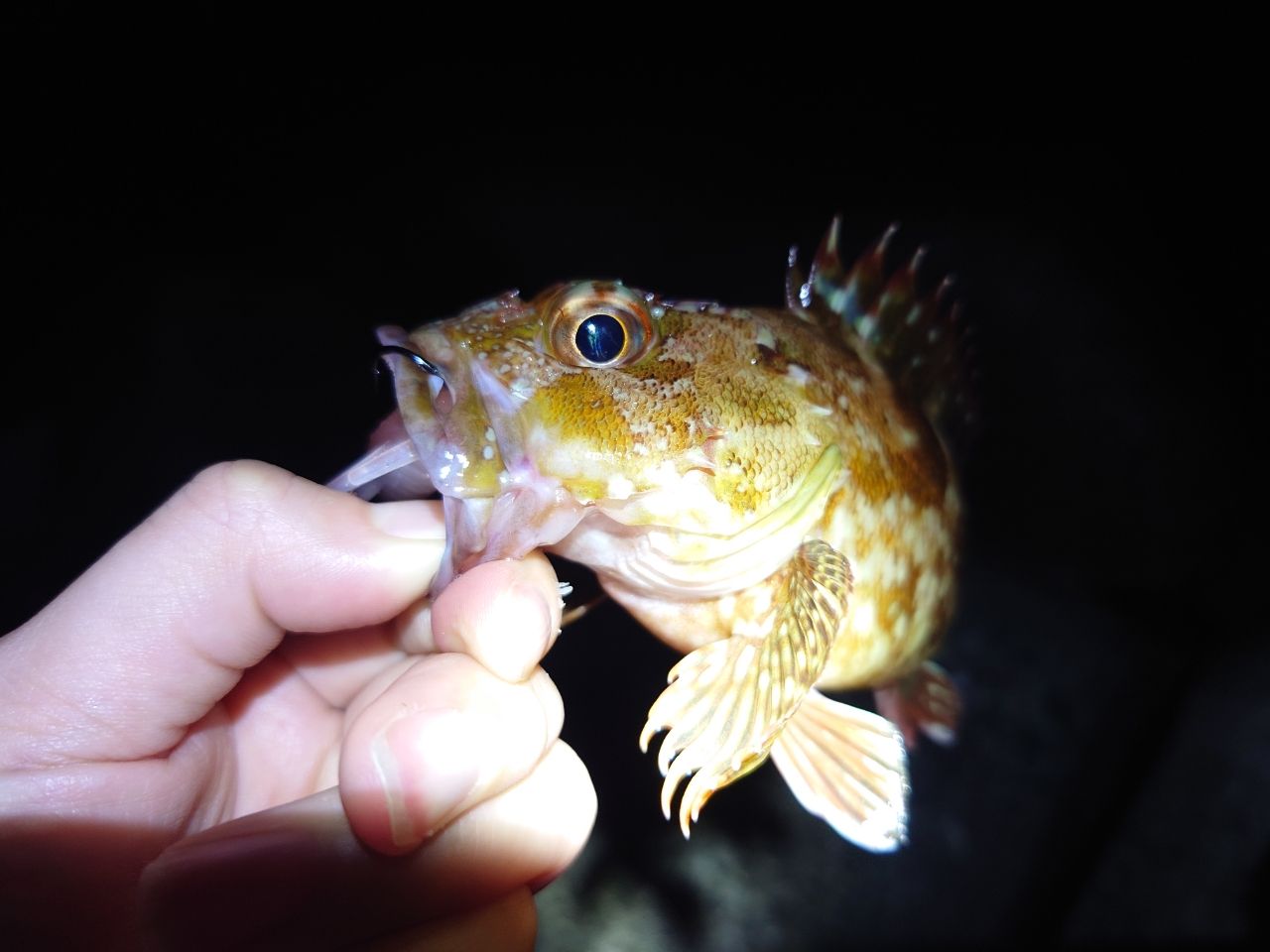 カサゴ