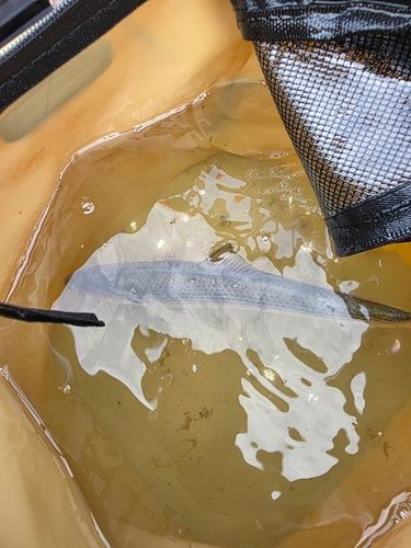 カタクチイワシの釣果