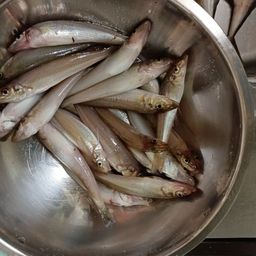 シロギス