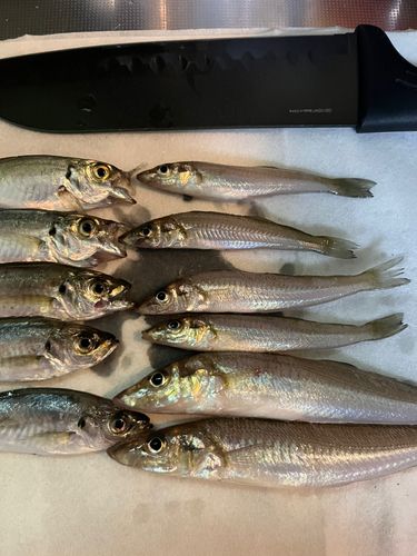 アジの釣果