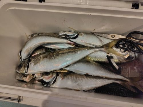 マアジの釣果
