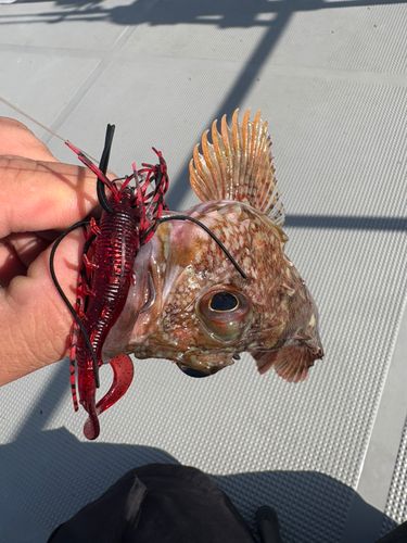 アラカブの釣果