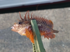 ハオコゼの釣果
