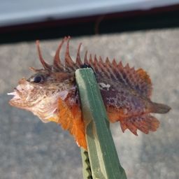 ハオコゼ