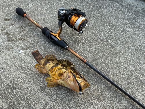 タケノコメバルの釣果