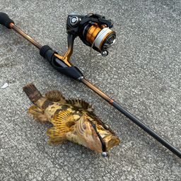 タケノコメバル