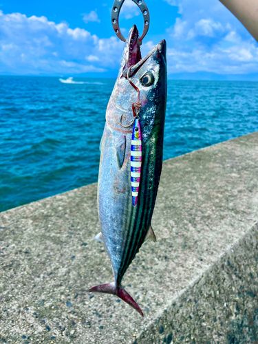 ハガツオの釣果