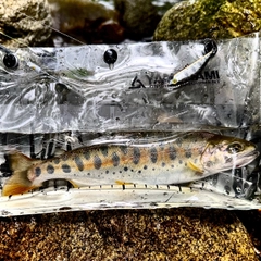 ヤマメの釣果