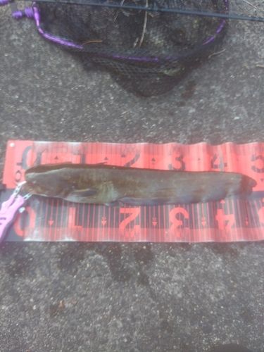 ナマズの釣果