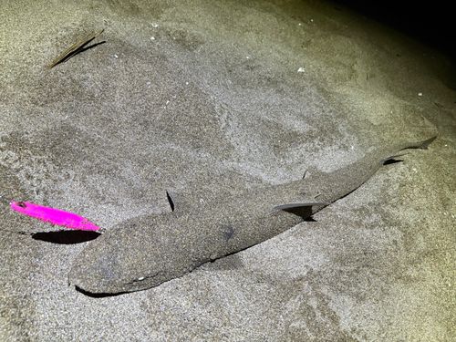 ホシザメの釣果