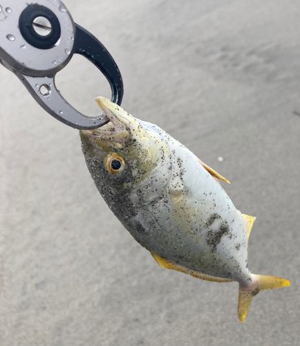 ショゴの釣果