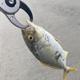 ショゴ