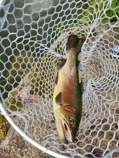 ニジマスの釣果