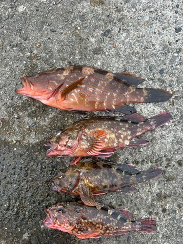 キジハタの釣果