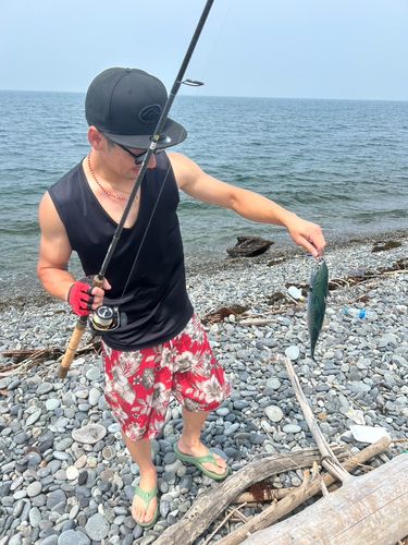 マルソウダの釣果