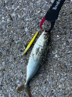 ワカシの釣果